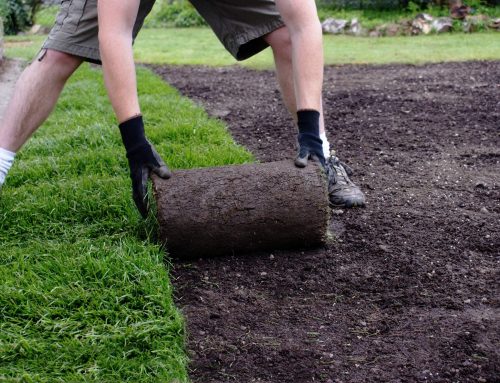 شركة تنسيق حدائق في الفجيرة |0509648200